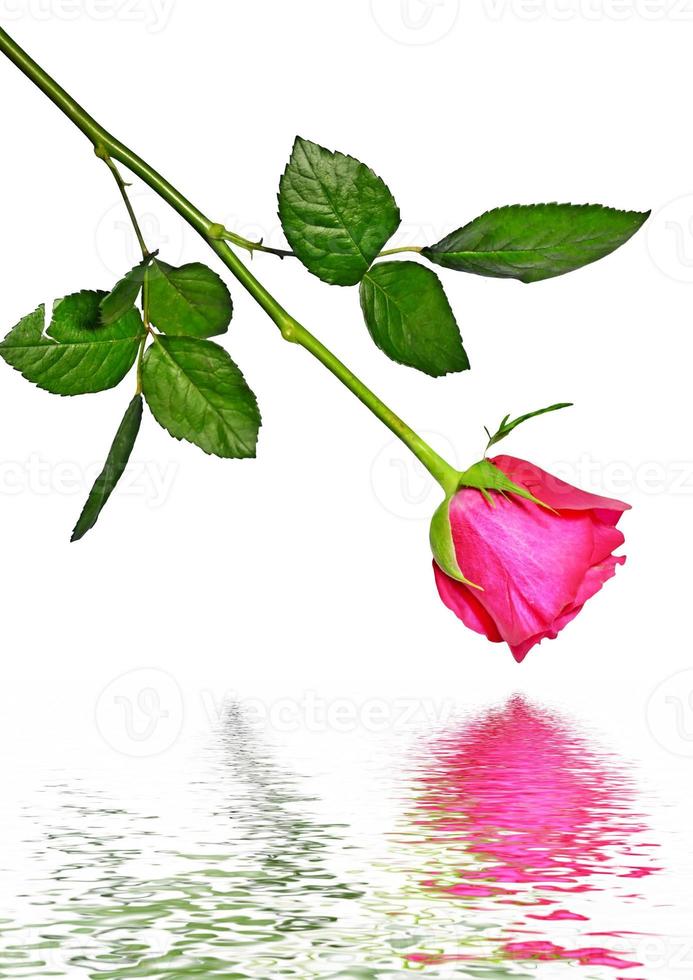 The buds of flowers roses. photo