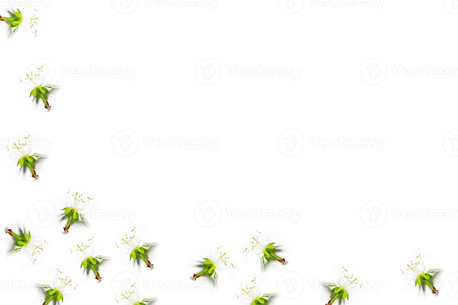 Abstract background of delicate apple petals. Spring. photo