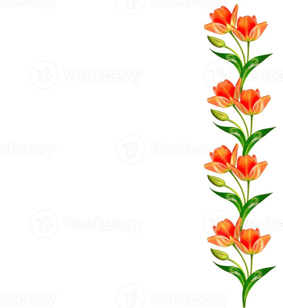 spring flowers tulips isolated on white background. photo