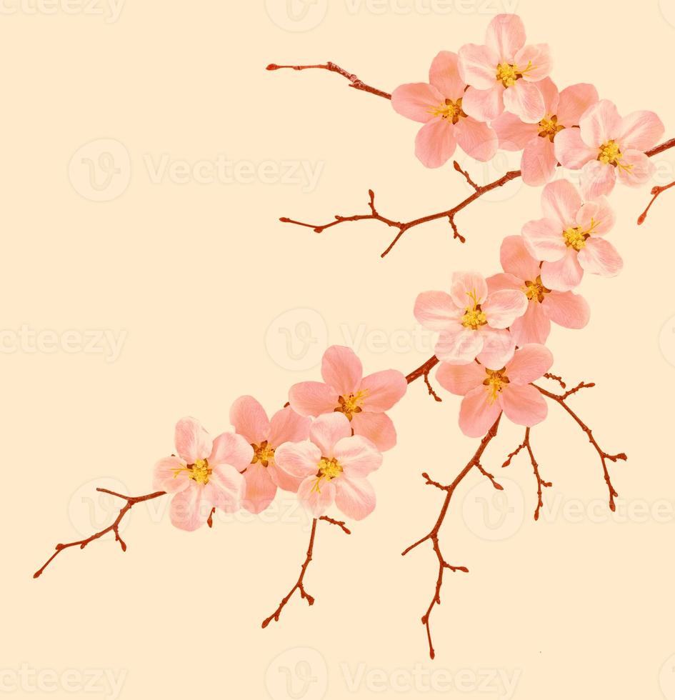 Flowering branch of cherry photo