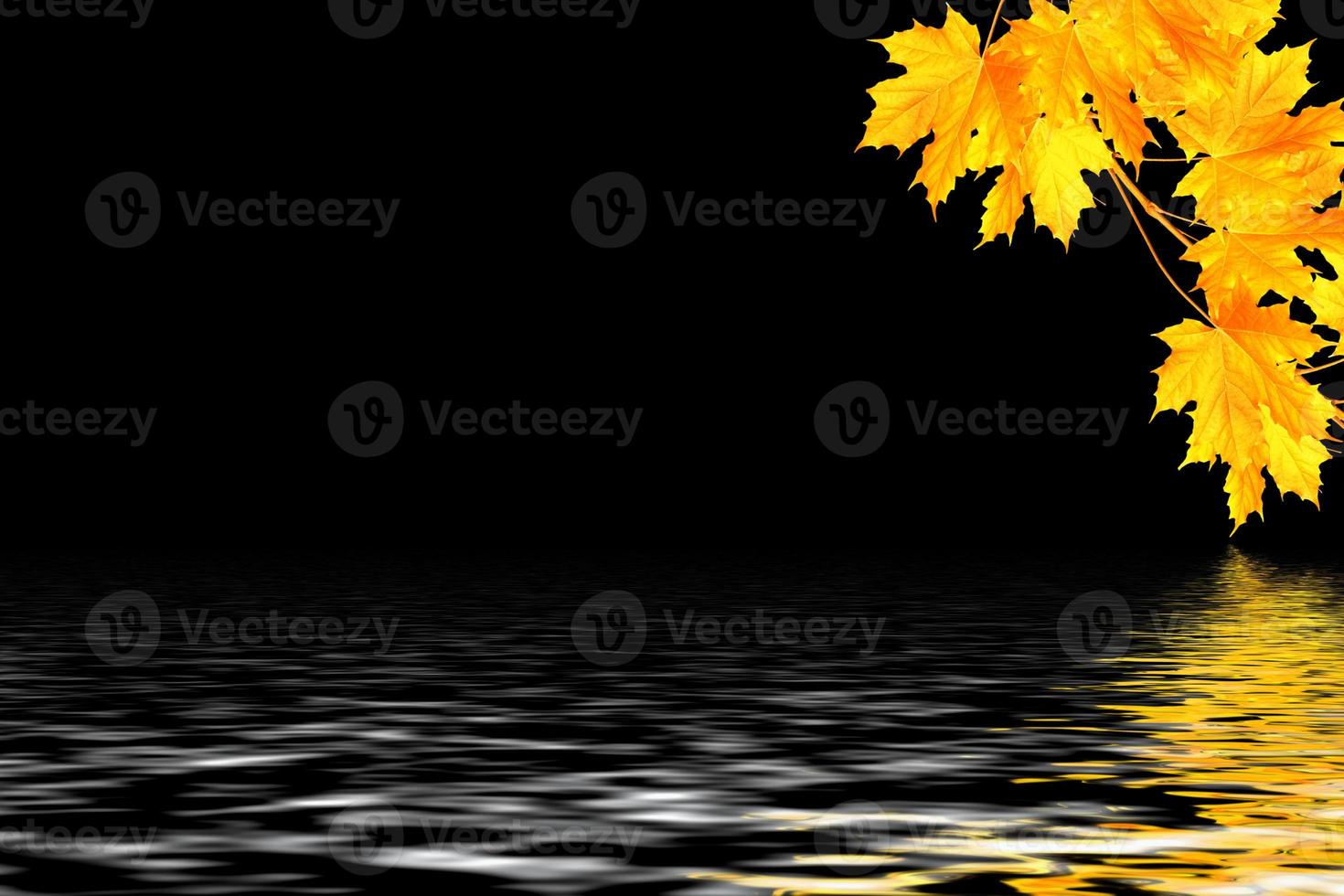 Bright colorful autumn leaves photo