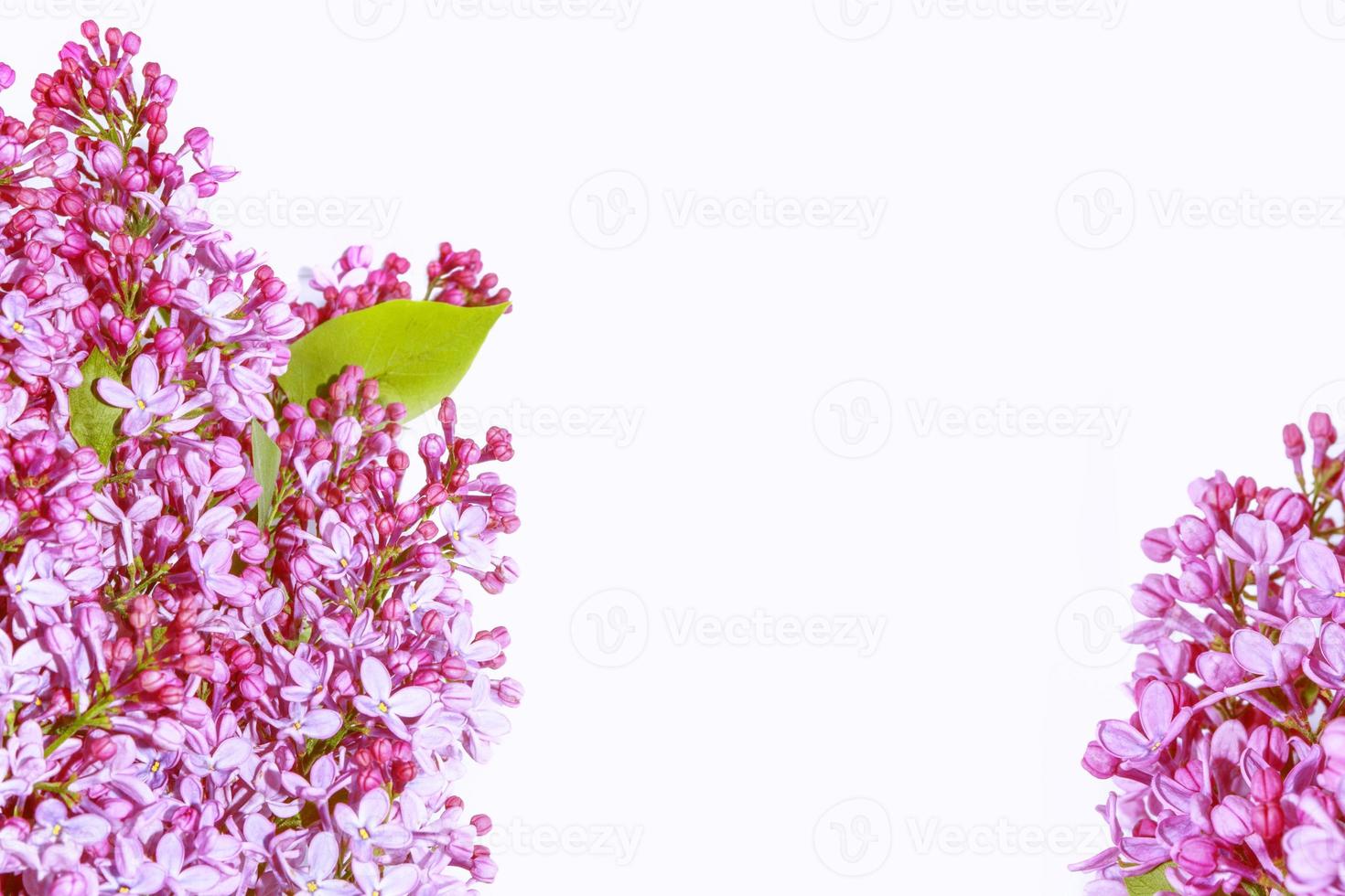 spring flowers lilac isolated on white background. photo