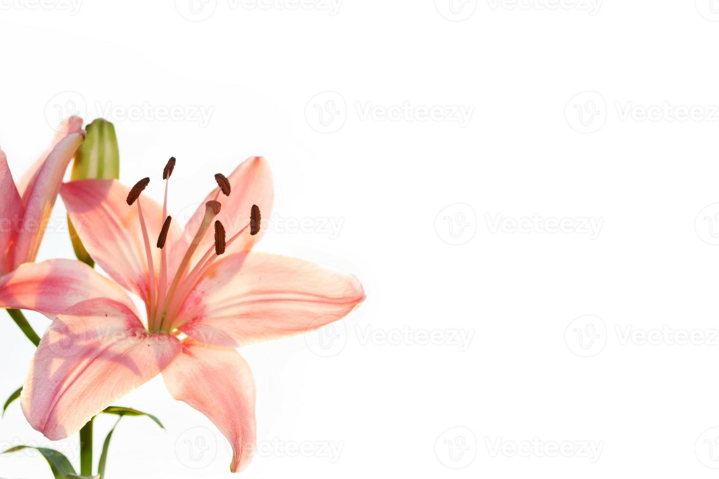 Bright lily flowers isolated on white background. photo