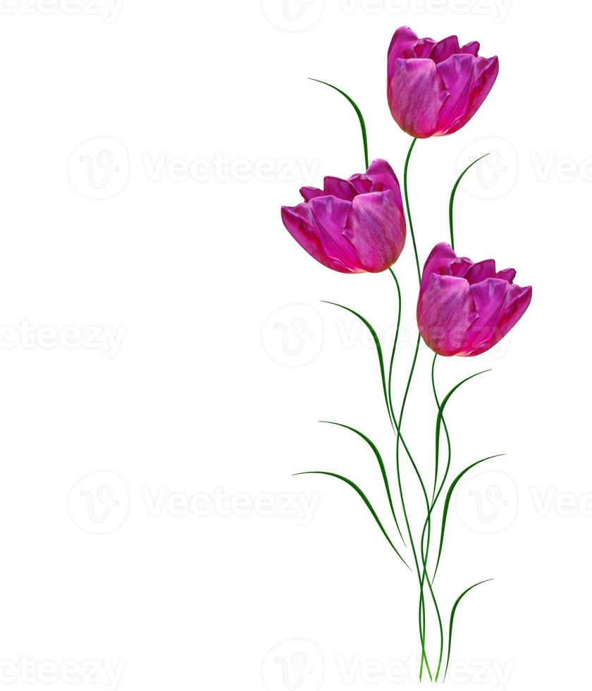 spring flowers tulips photo