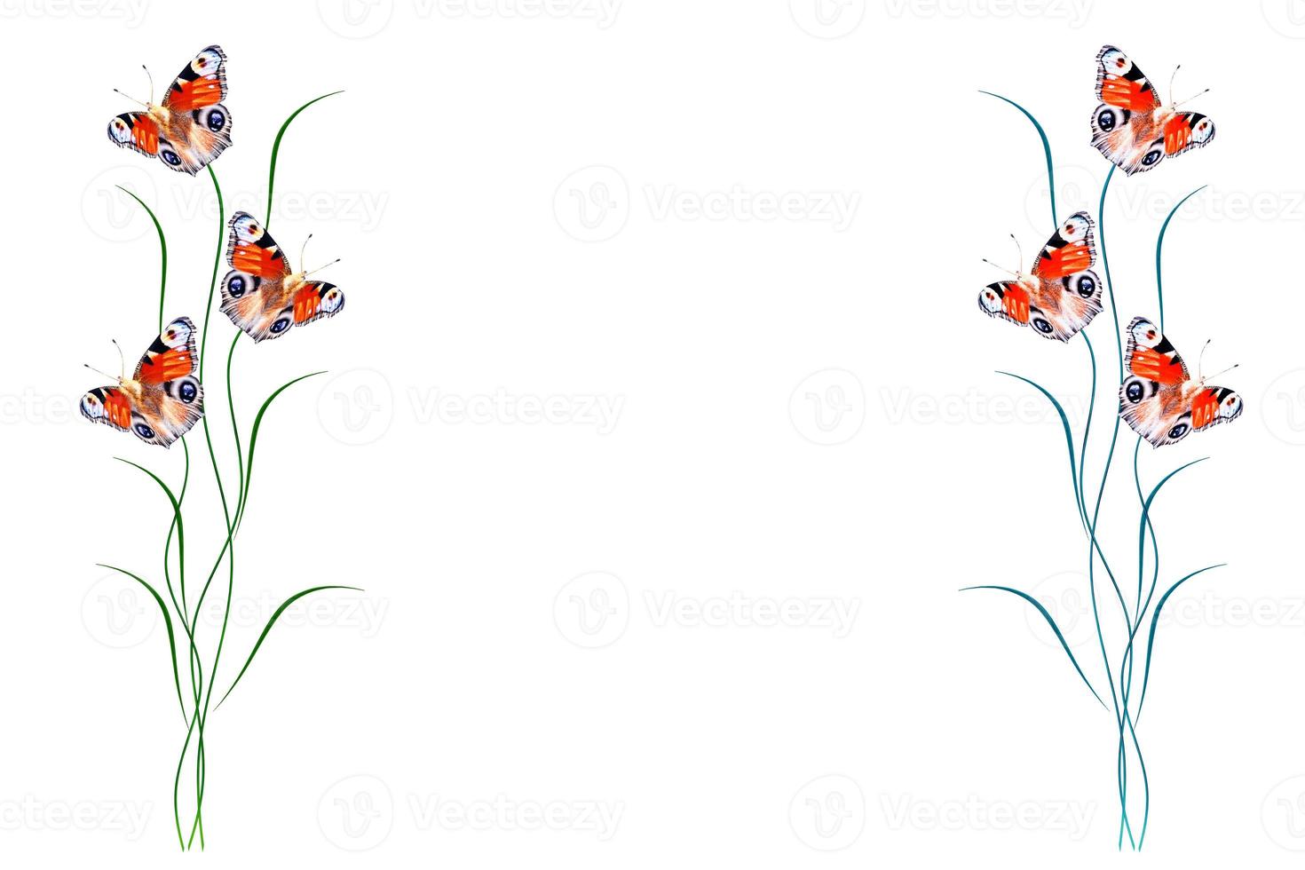 insects butterflies isolated on white background. Frame photo
