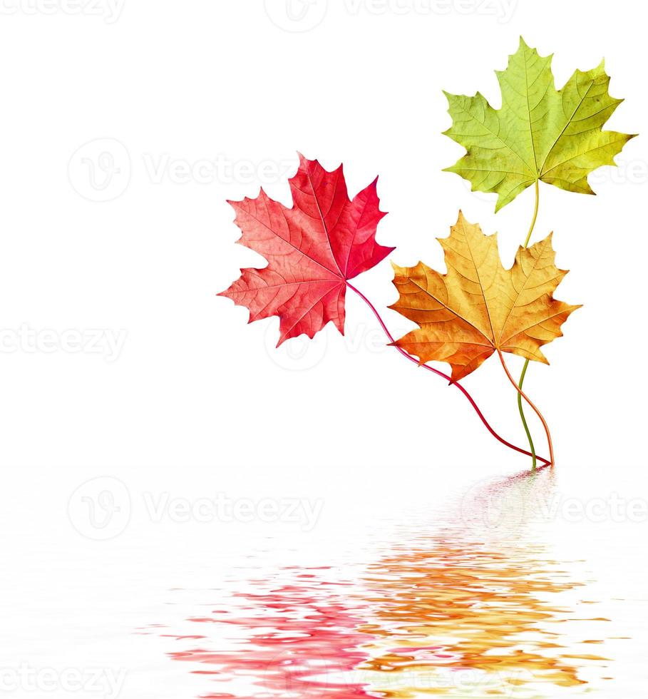 autumn leaves isolated on white background. photo