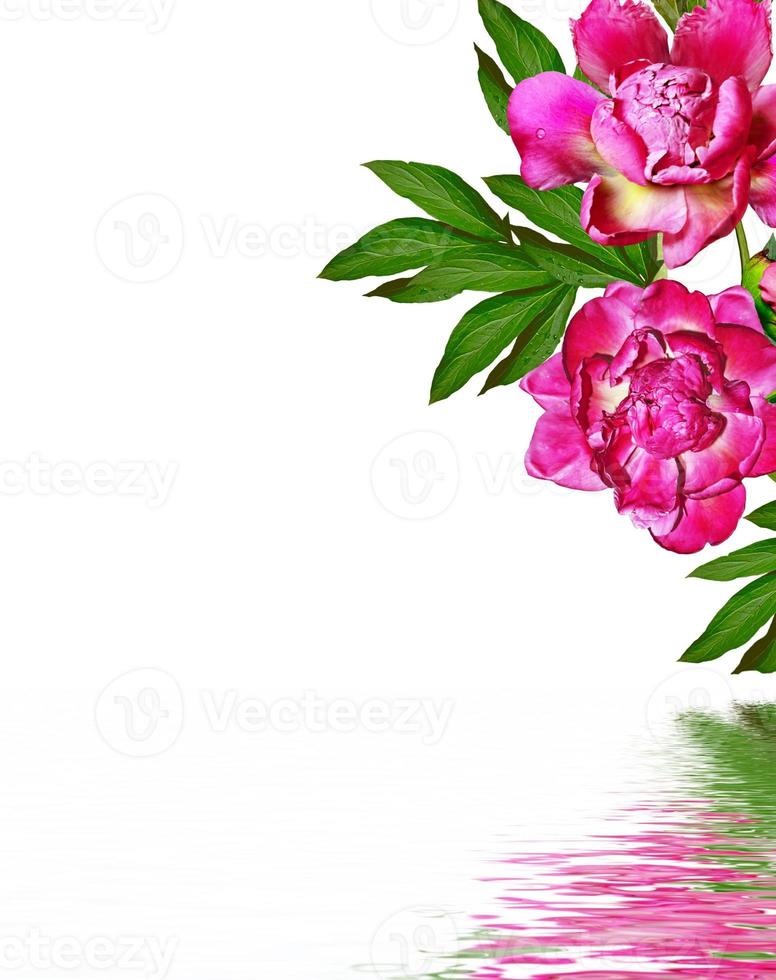 peony flowers isolated on white background photo