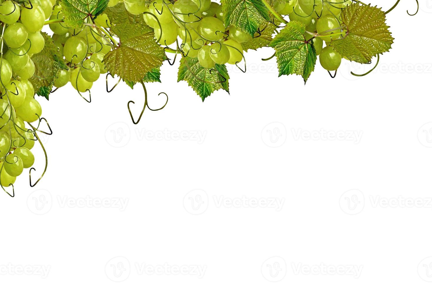 The branch of grapes isolated on white background. photo