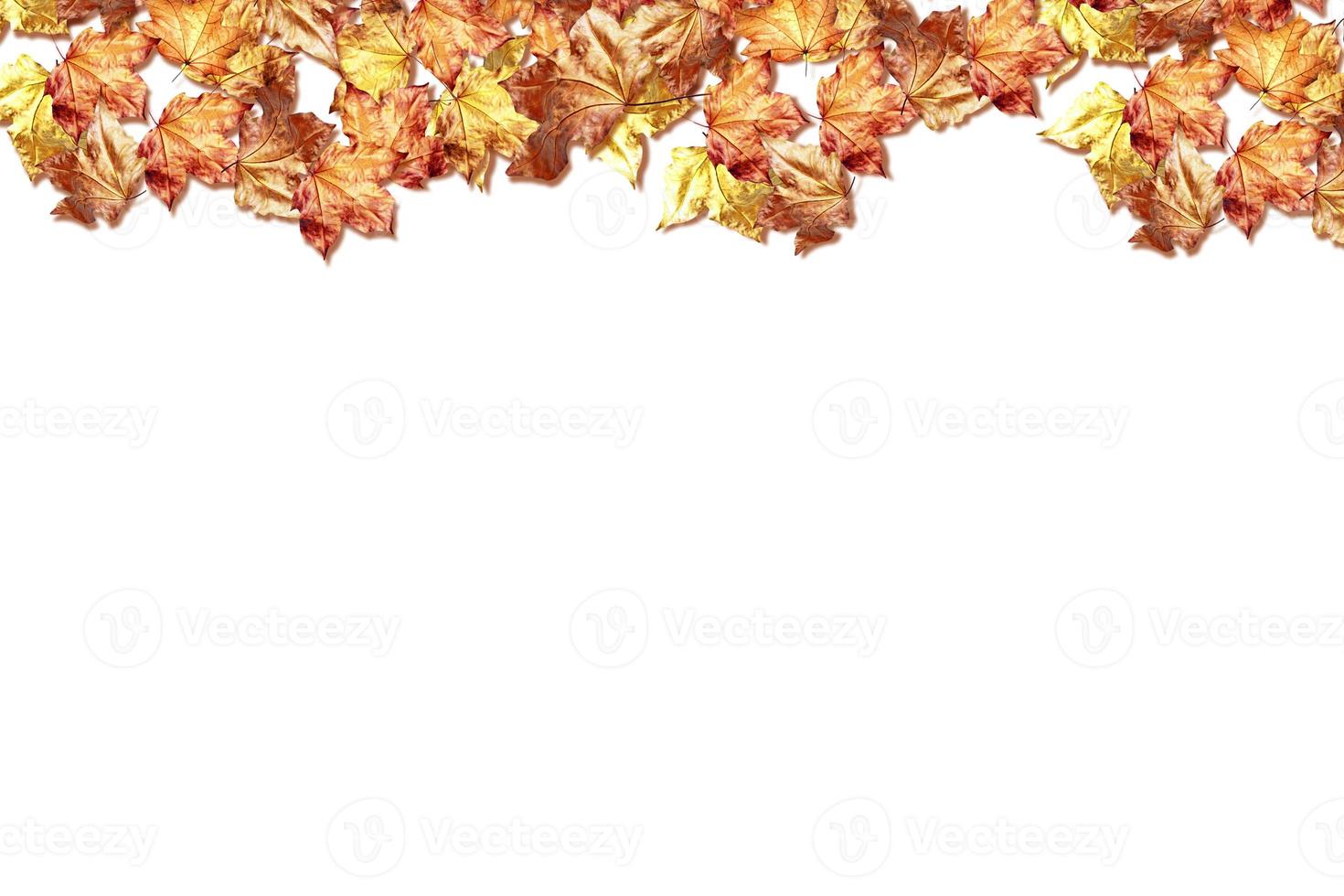 abstract background of autumn leaves photo
