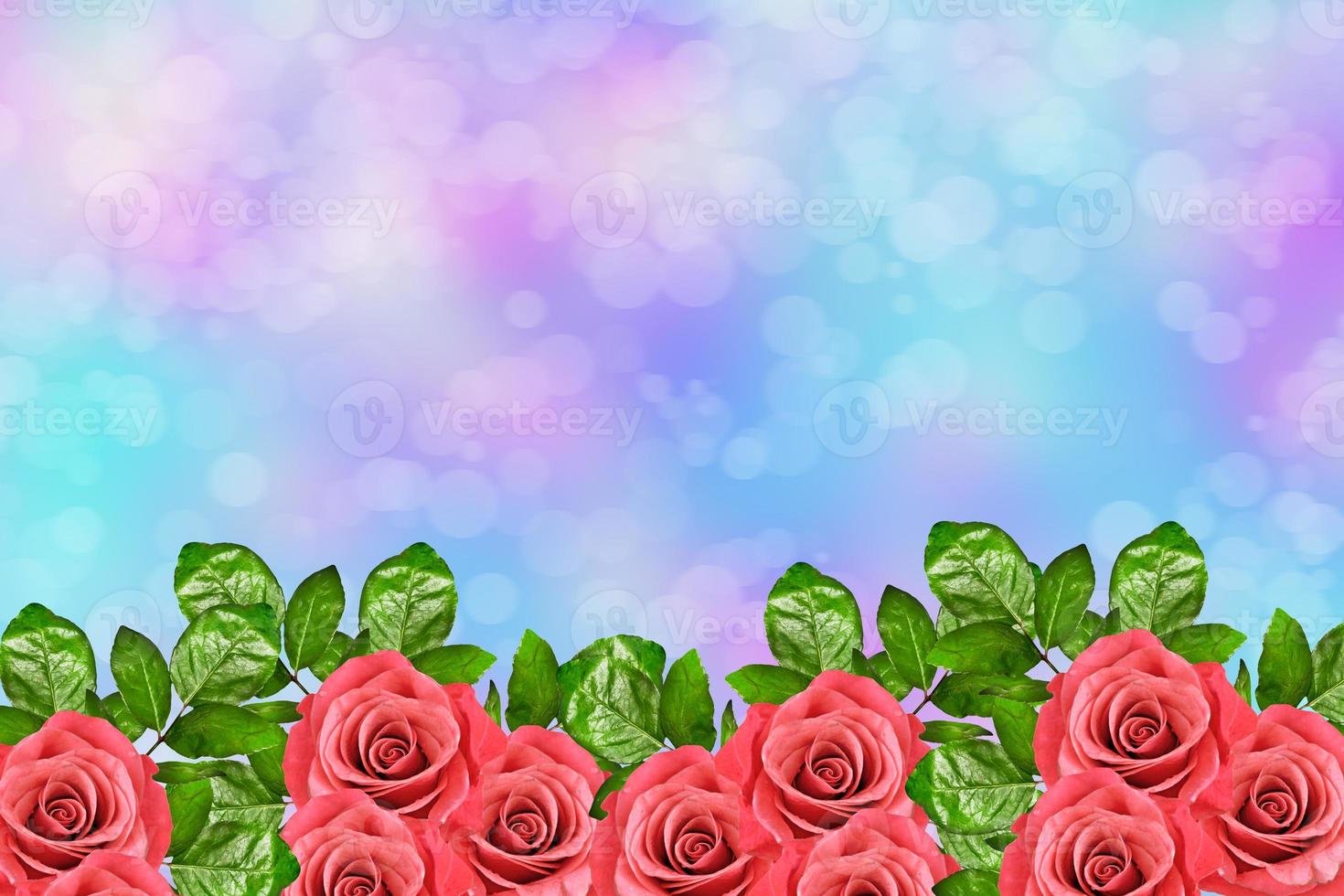 The buds of flowers roses. Holiday card. Floral background of roses. photo