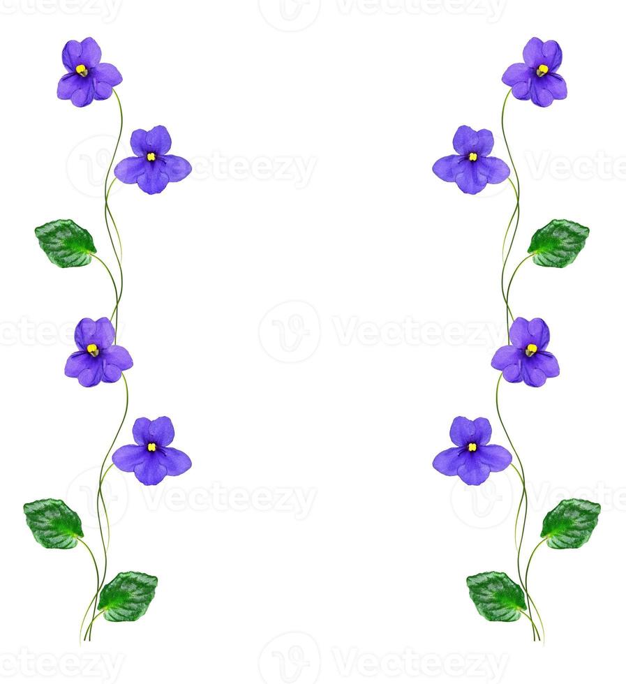 spring flowers violet isolated on white background. photo