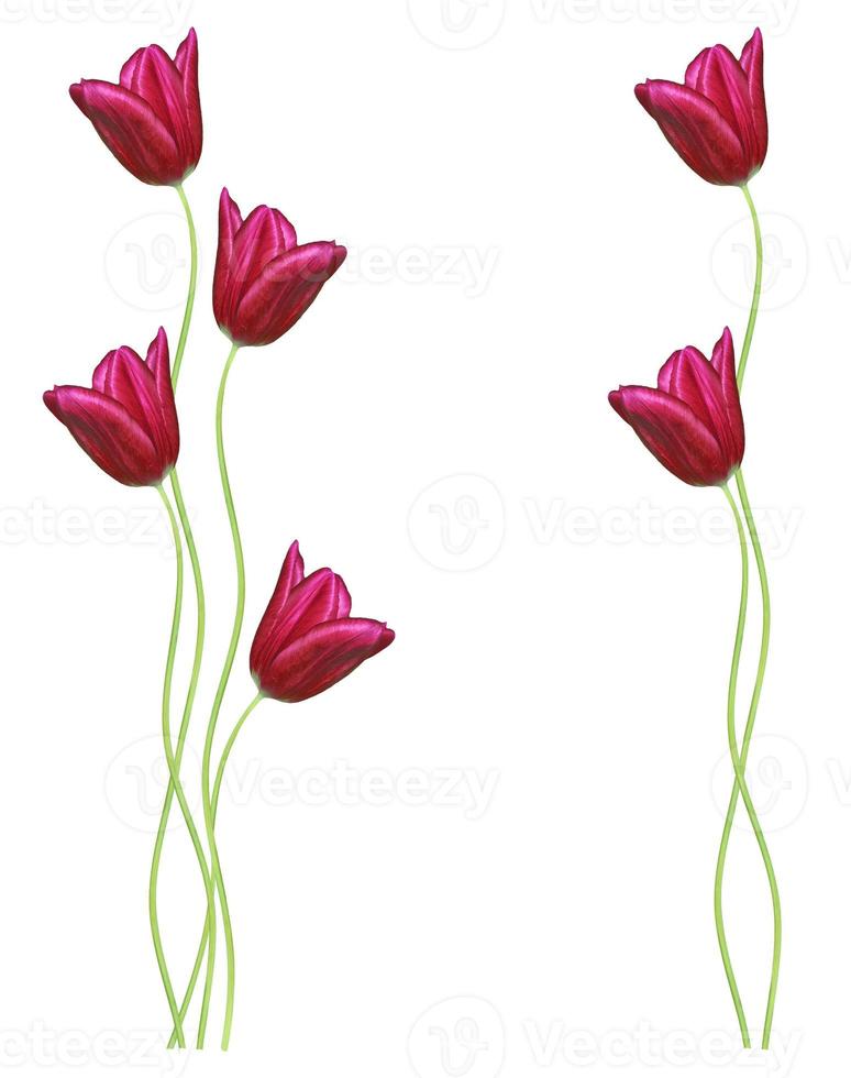 spring flowers tulips photo
