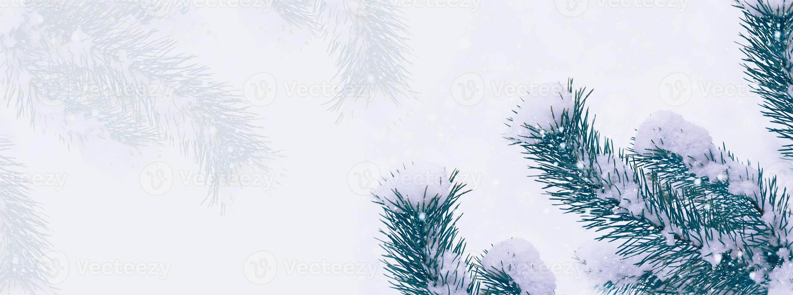 Frozen winter forest with snow covered trees. photo