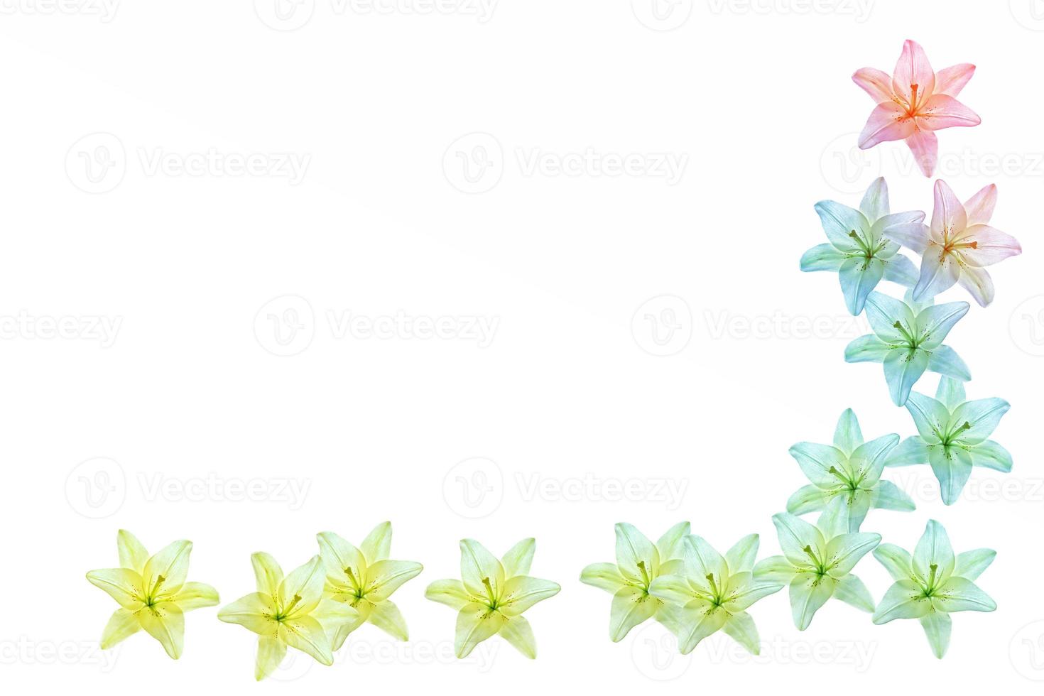 Flower lily isolated on white background. summer photo