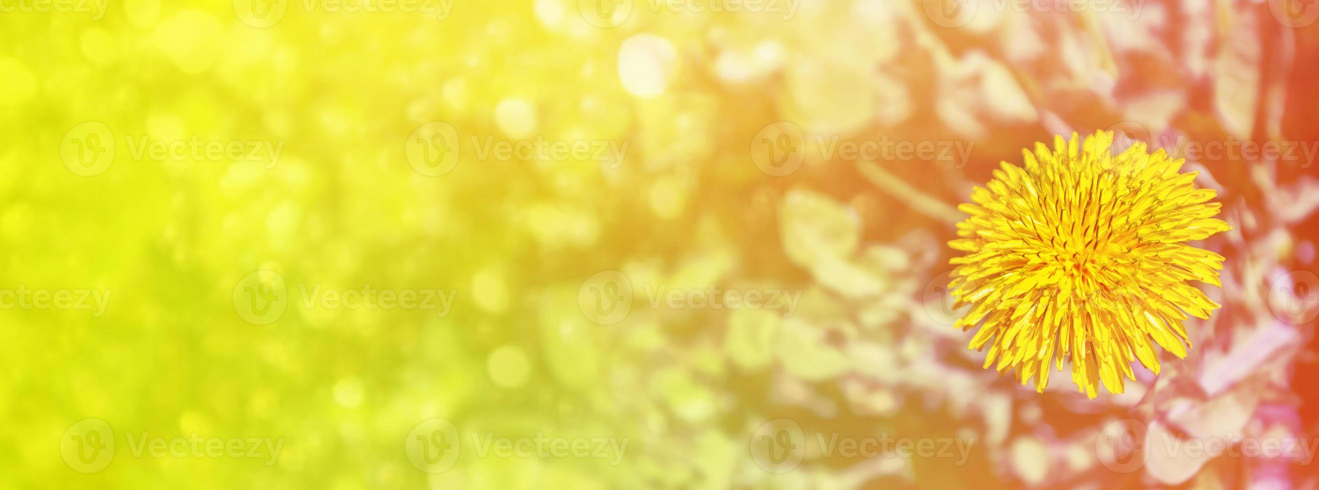 Fluffy dandelion flower against the background of the summer landscape. photo