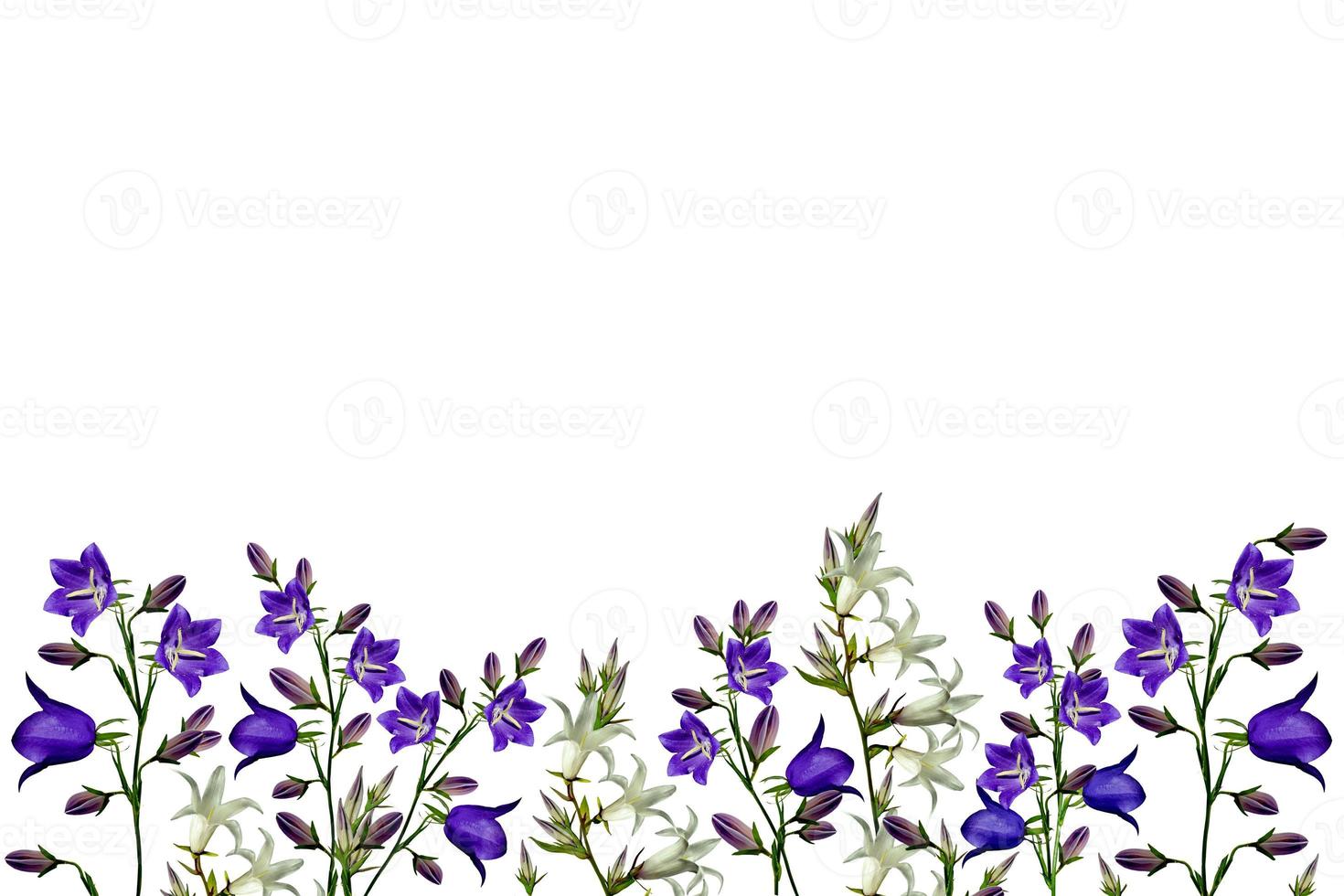 Flowers bells isolated on white background photo