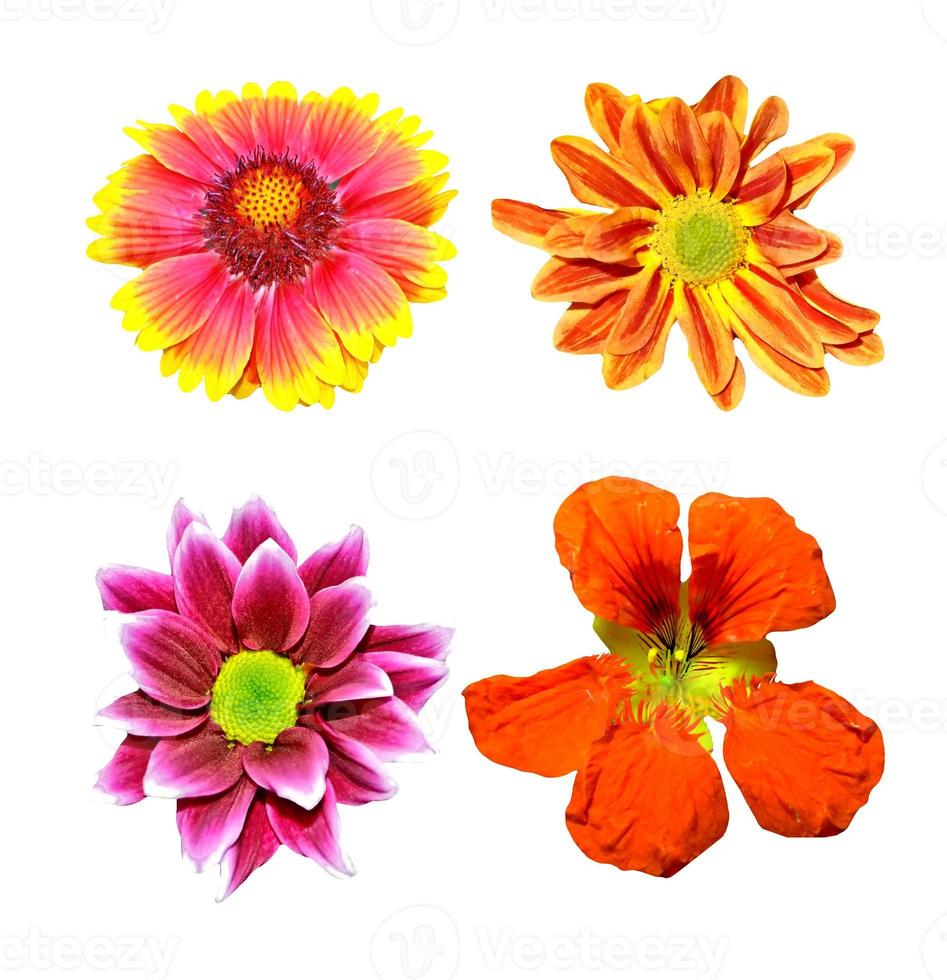colorful bright flowers isolated on white background photo