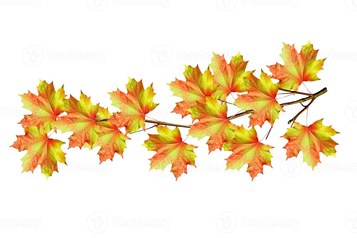 The branch of autumn maple leaves isolated on white background. photo