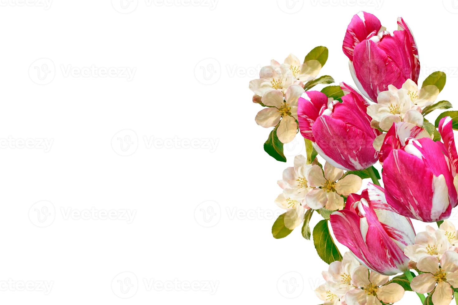 Flowering branch of apple isolated on a white background. Spring photo