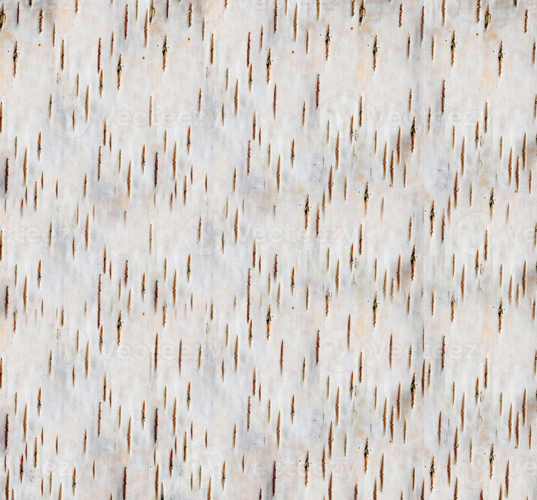 Birch bark texture. The texture of the birch bark. Birch bark background.  Birch tree trunk, Betula pendula. 22320906 Stock Photo at Vecteezy