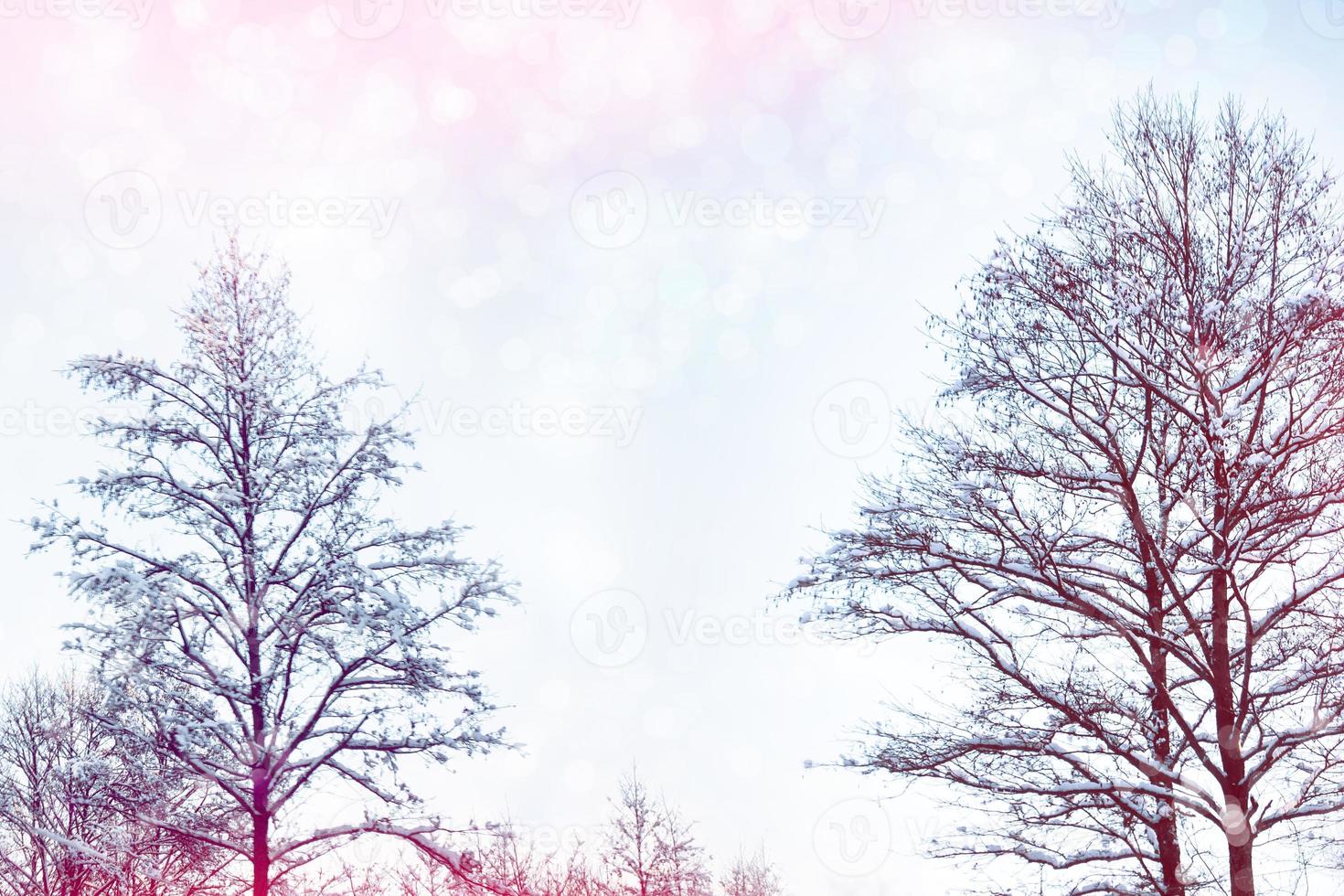 Frozen winter forest with snow covered trees. photo