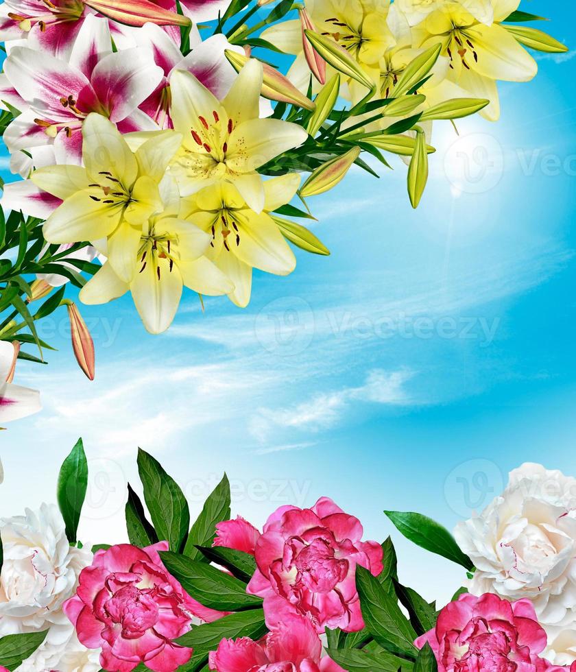 lily flowers on a background of blue sky with clouds photo