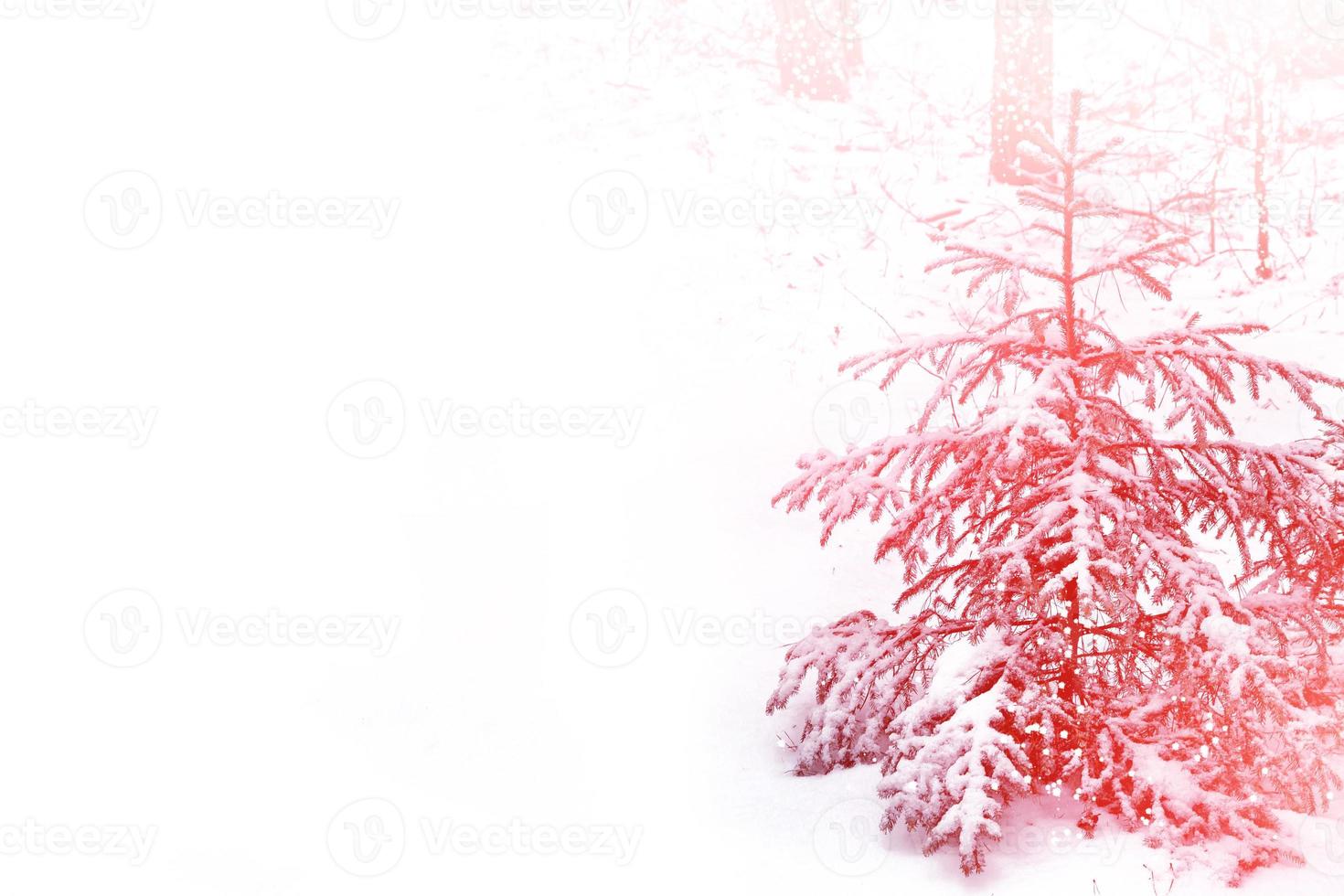 forest in the frost. Winter landscape. Snow covered trees. photo