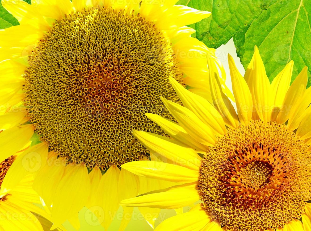 Beautiful sunflower. Closeup of a beautiful sunflower in garden photo