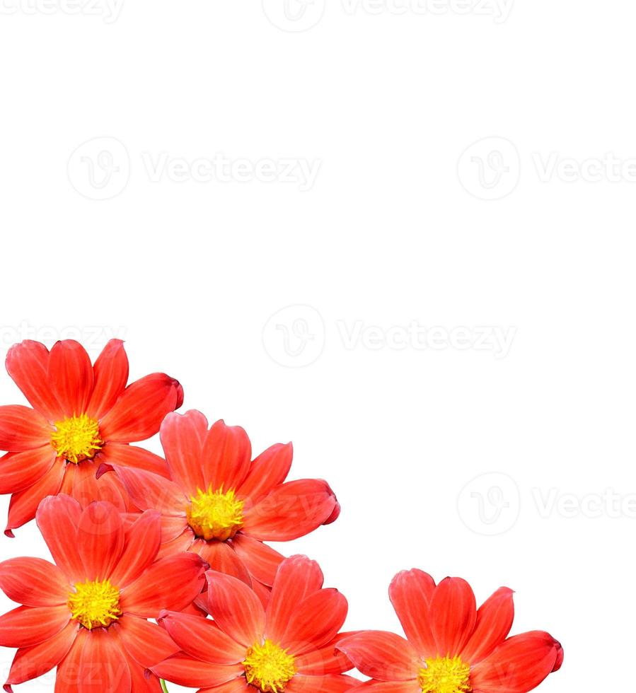 Flowers isolated on white background. photo