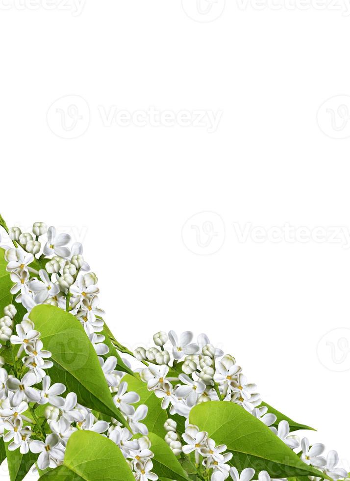 spring flowers  lilac isolated on white background photo