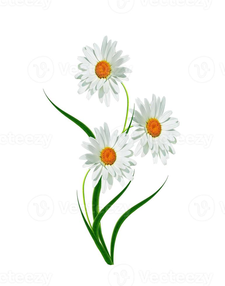 daisies summer white flower photo