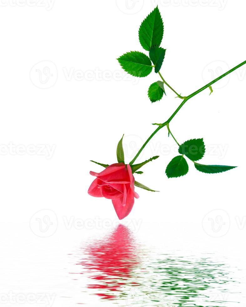 capullo de flores rosas sobre un fondo blanco foto