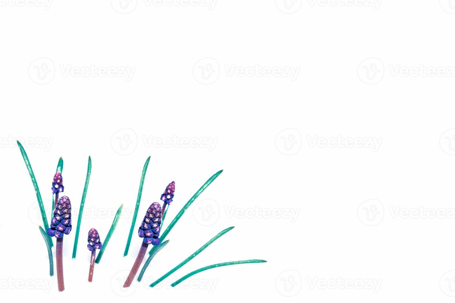 spring colorful flowers hyacinths . floral collection. photo