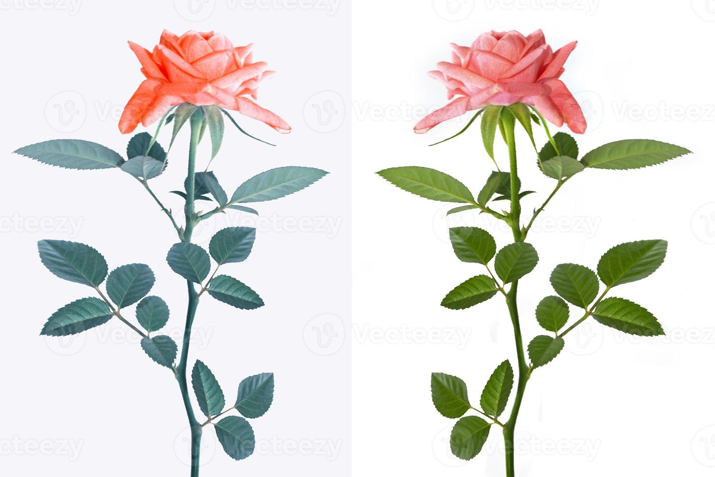 Five roses on a white background. floral background photo