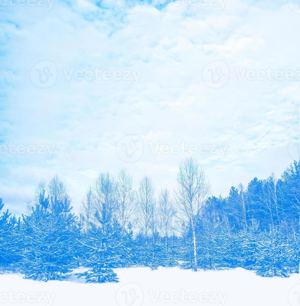 bosque de invierno congelado con árboles cubiertos de nieve. foto