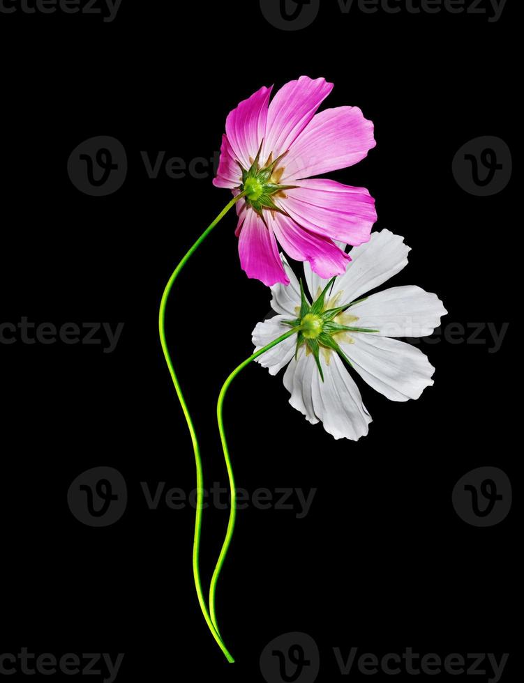 Flowers cosmos isolated on a black background photo