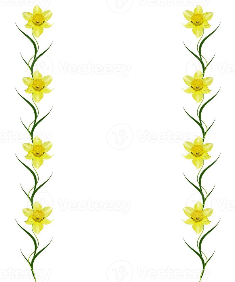 spring flowers narcissuses isolated on white background photo