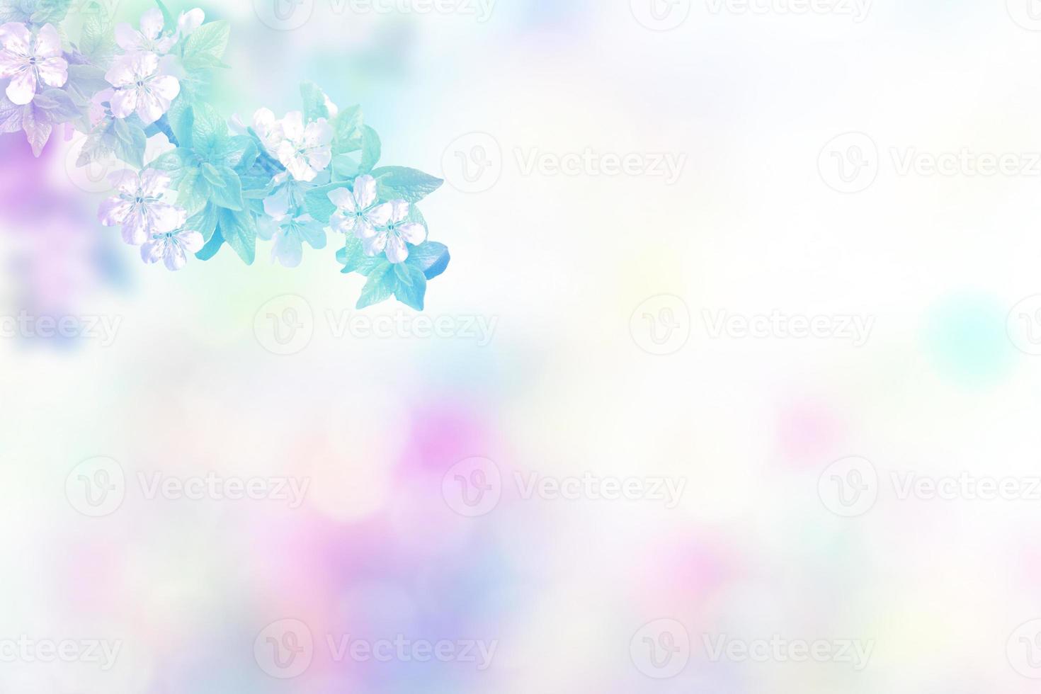 Blossoming branch apple. Bright colorful spring flowers photo