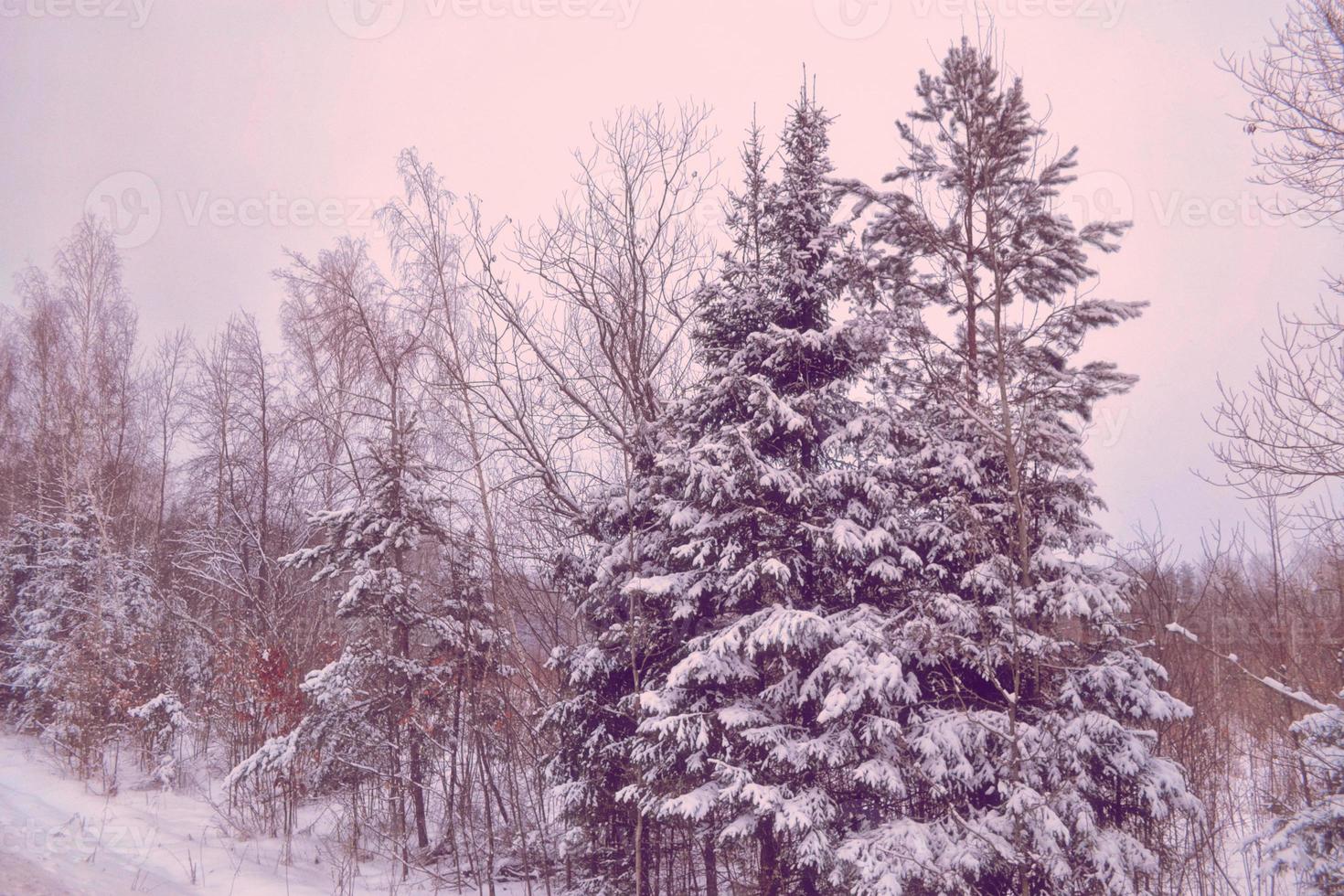 Frozen winter forest with snow covered trees. photo