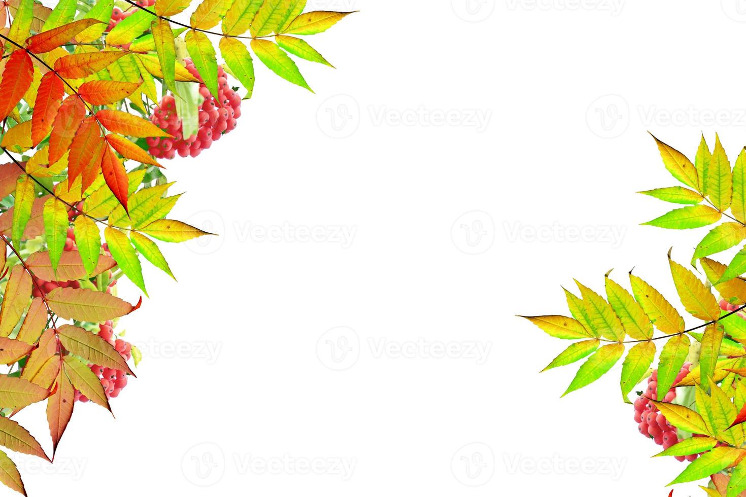 Colorful autumn foliage isolated on white background. Indian summer. photo