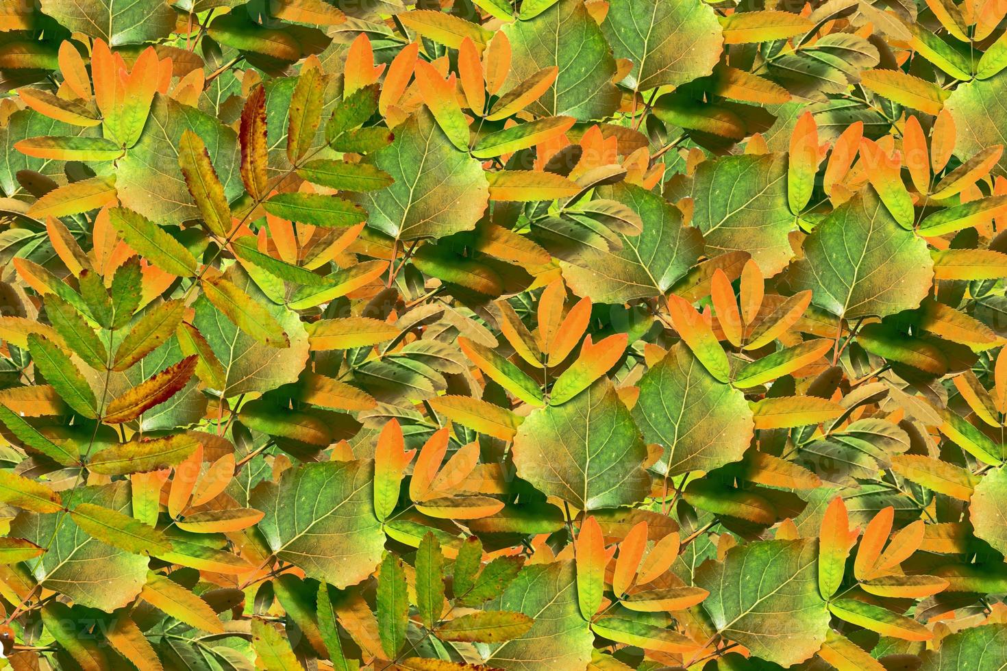 abstract autumn background bright colorful foliage photo