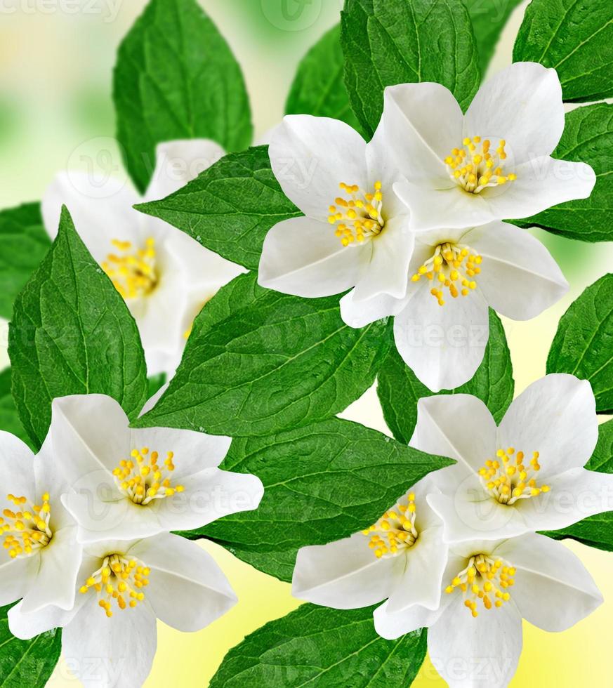 White jasmine flower. photo