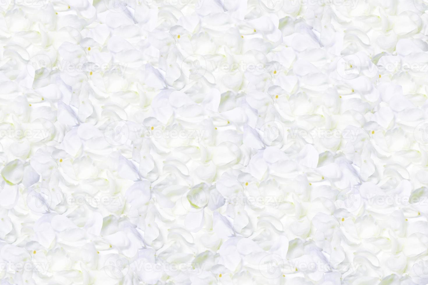 Abstract background of delicate apple petals. Spring. photo