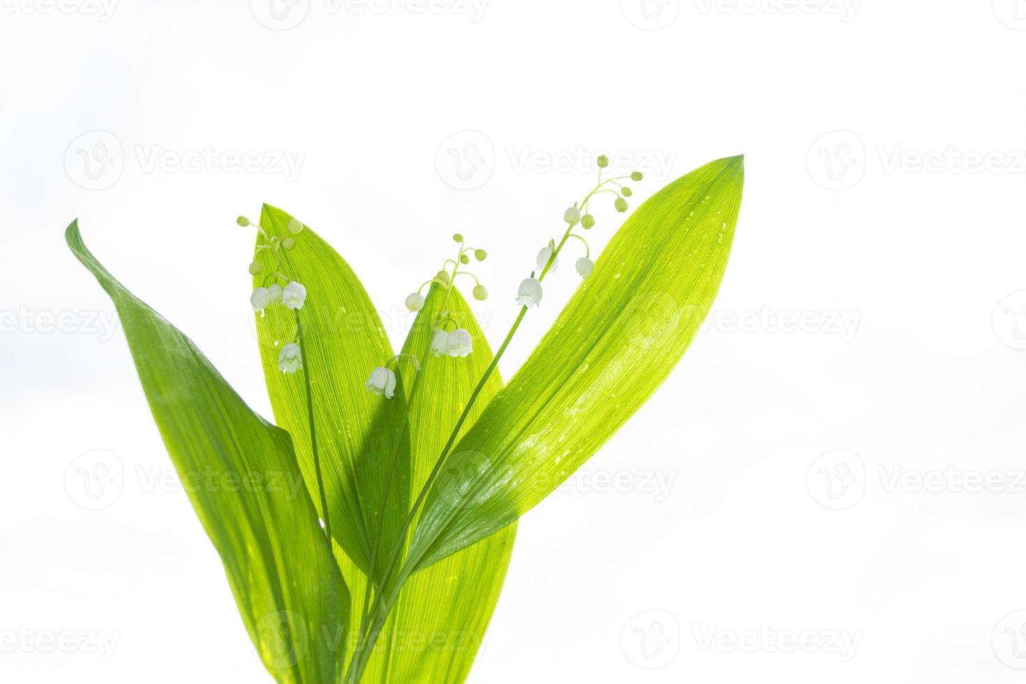 Lily of the valley flower on white background. photo