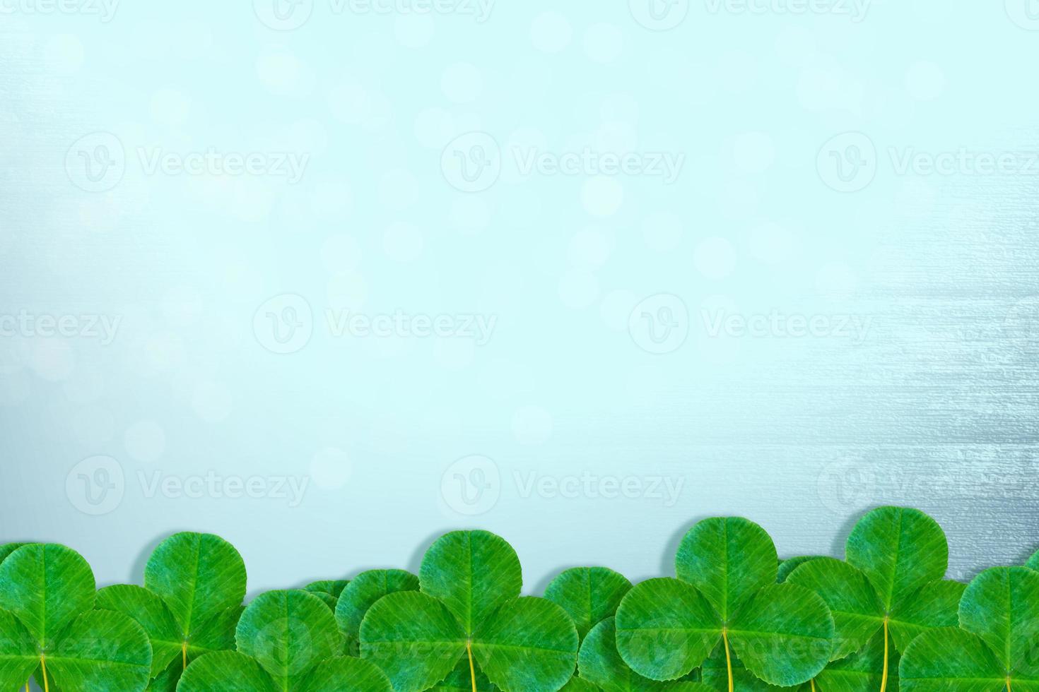 Green clover leaves on a background summer landscape photo