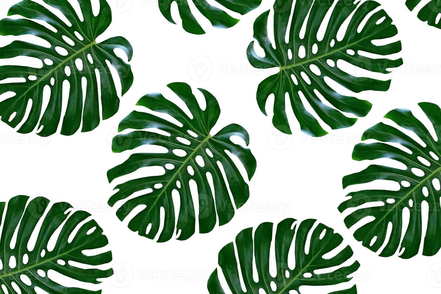 green leaf of a tropical flower monstera photo