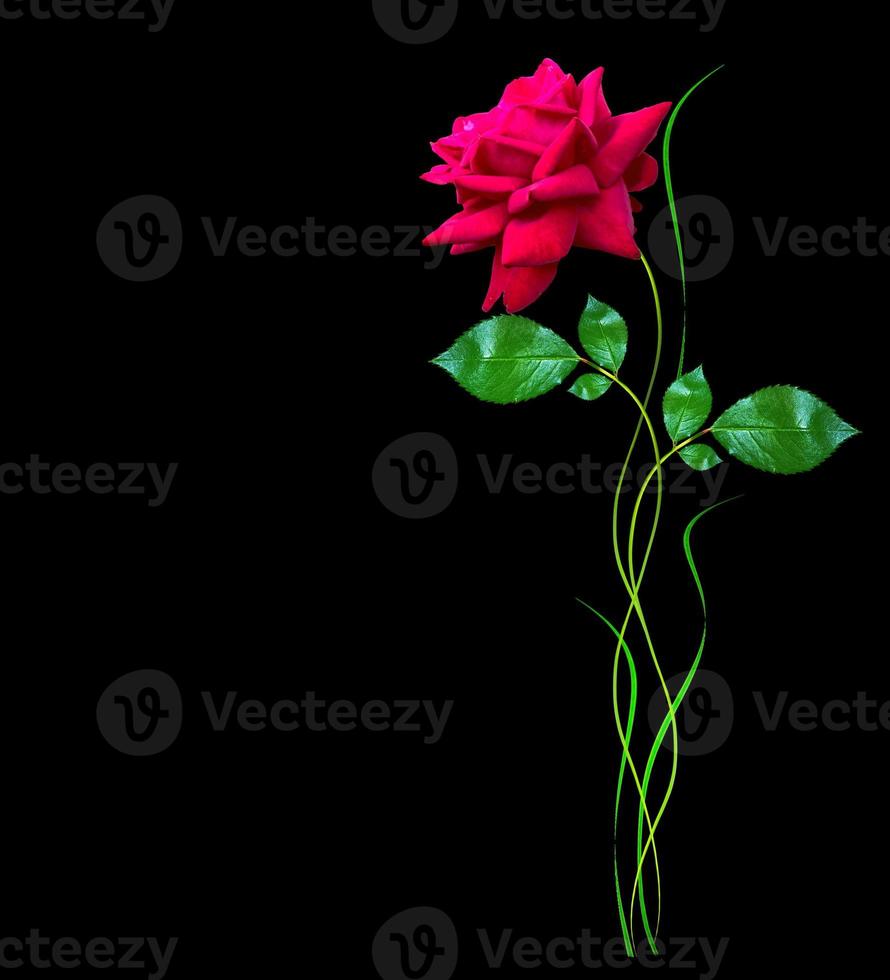 flower buds of roses isolated on black background photo