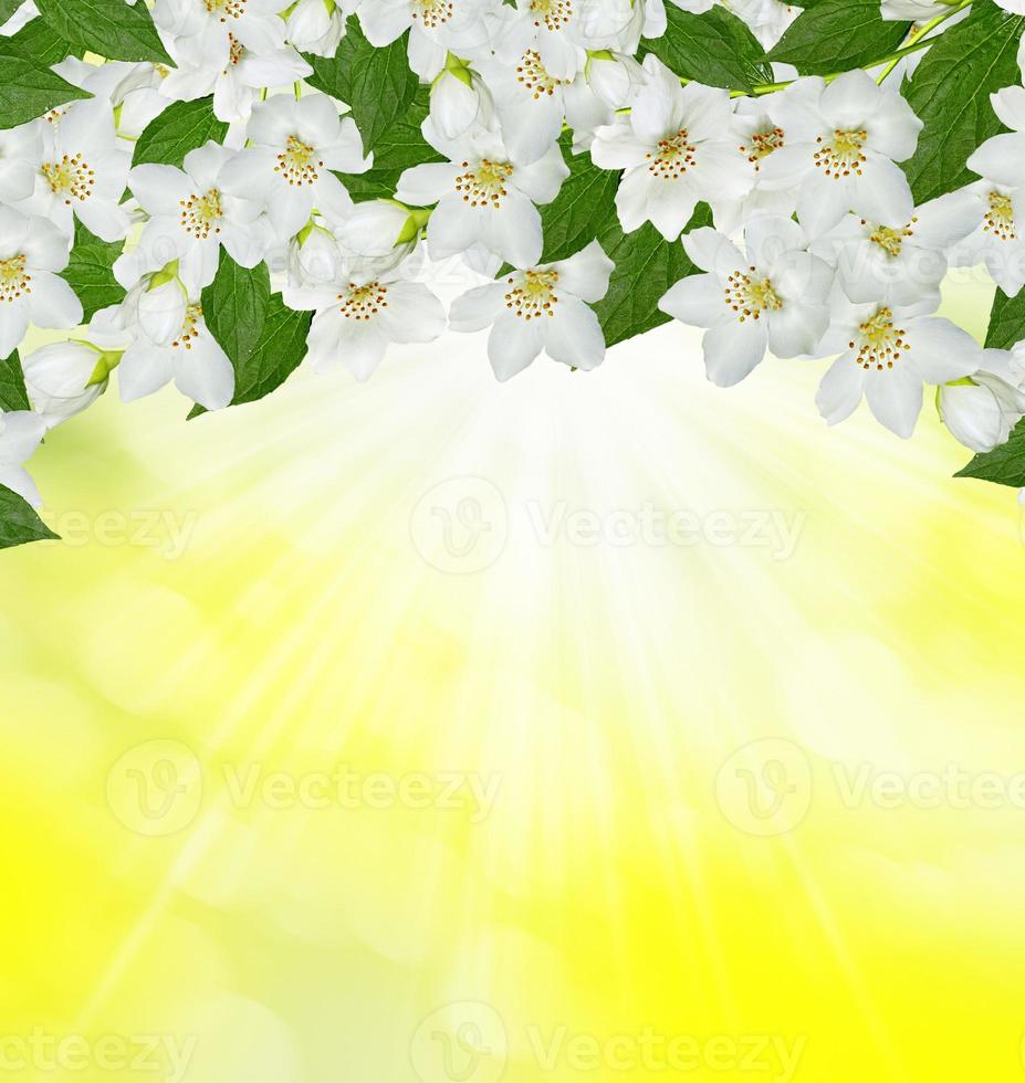 Spring landscape with delicate jasmine flowers photo