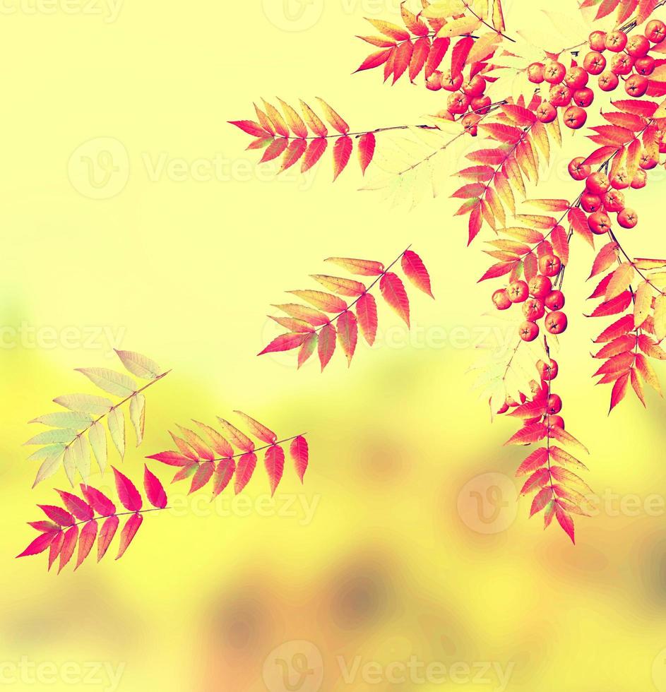 Autumn landscape. Beautiful  leaves. Colorful trees photo