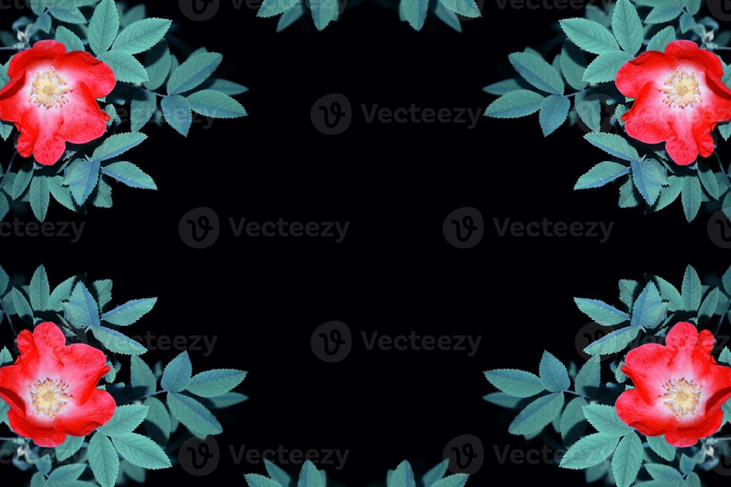 Rosehip flowers with leaf isolated on black background photo